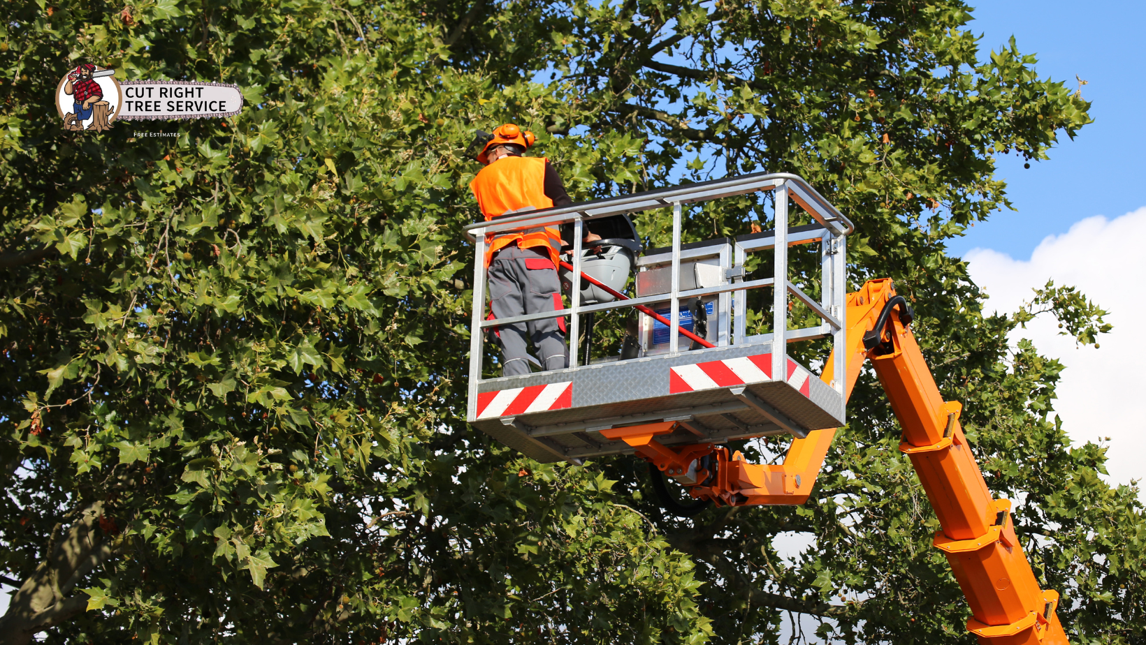 A worker in high-visibility orange gear stands in an aerial lift basket, trimming the branches of a large tree.