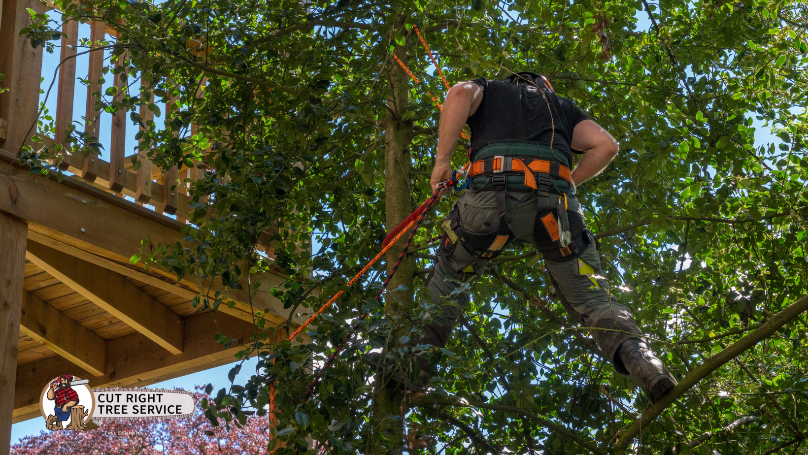 An arborist in a safety harness climbing a tree next to a wooden deck structure.