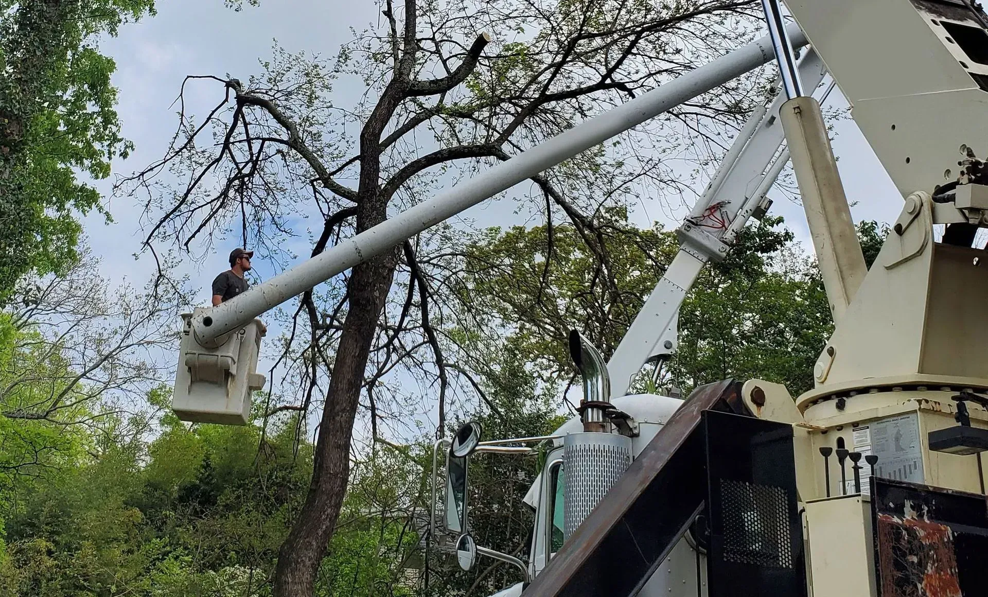 A worker in the bucket of a lift truck trims branches from a large tree.