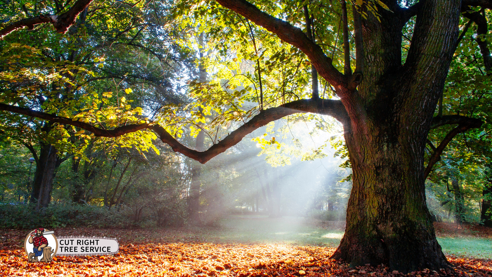 Sunlight streams through the branches of a large tree over a forest floor covered in fallen autumn leaves.