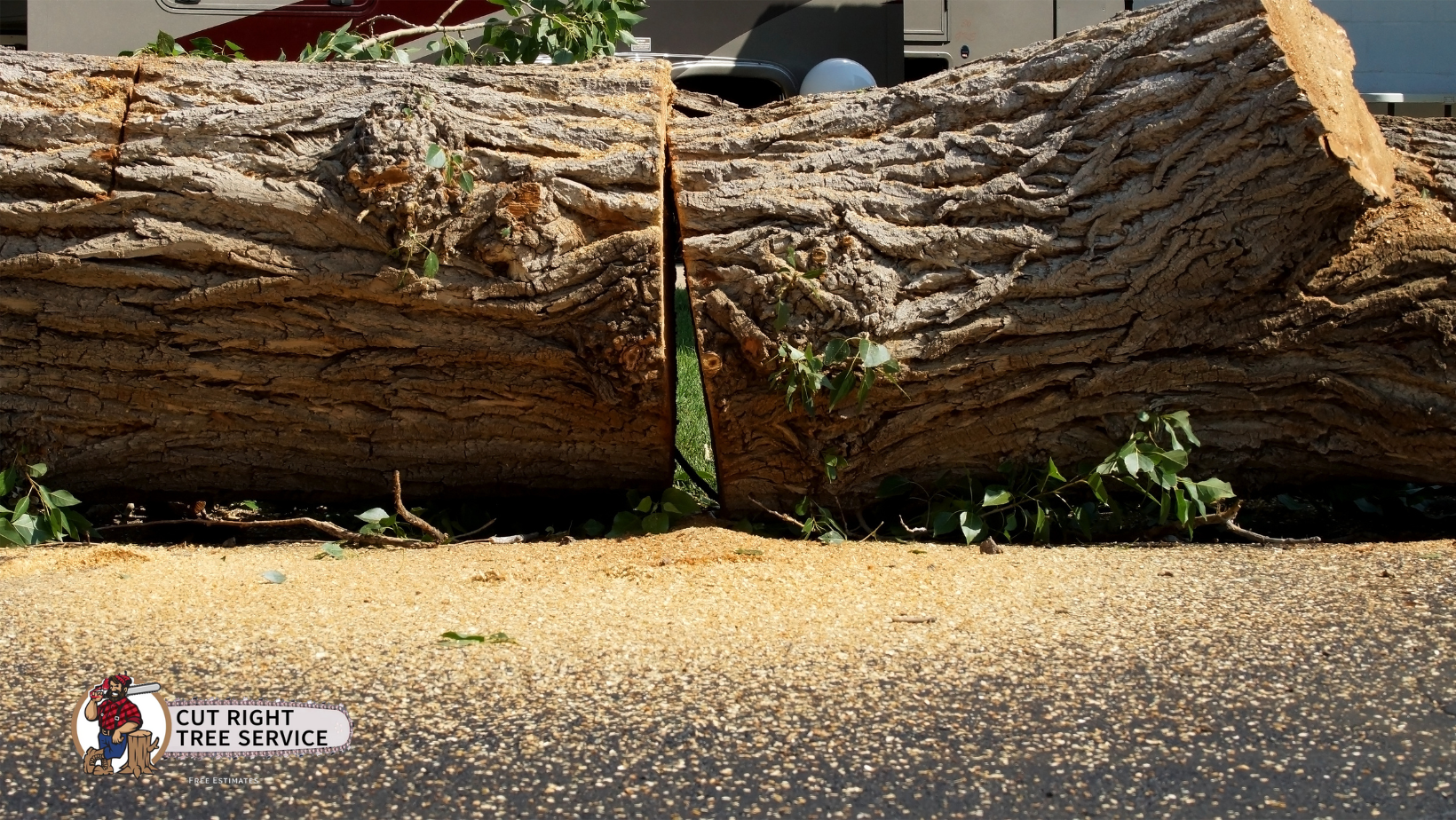 A large tree trunk cut into two pieces lying on the ground, surrounded by sawdust and wood chips.