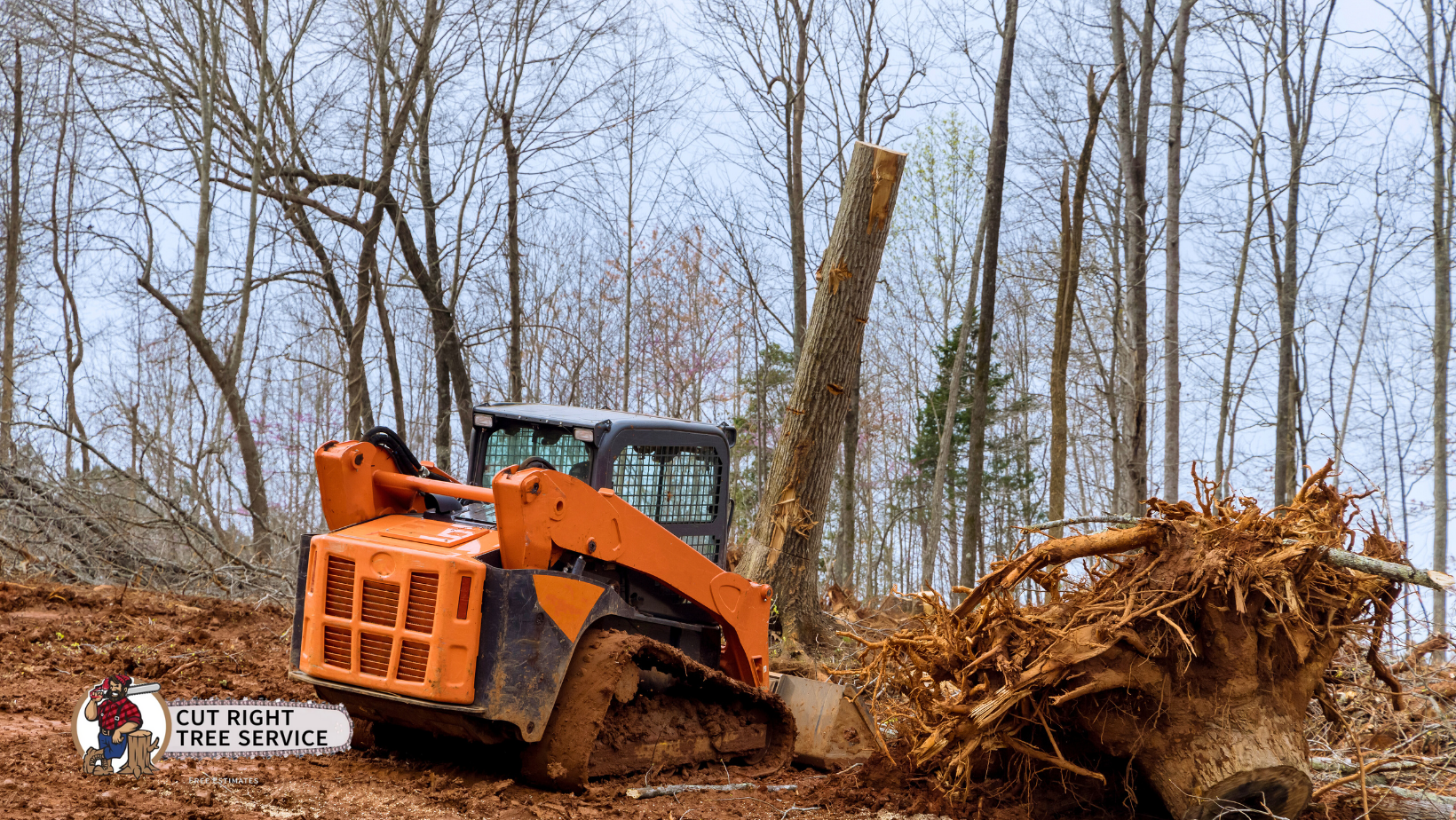 An orange skid-steer loader pushing a large, uprooted tree stump in a wooded area.