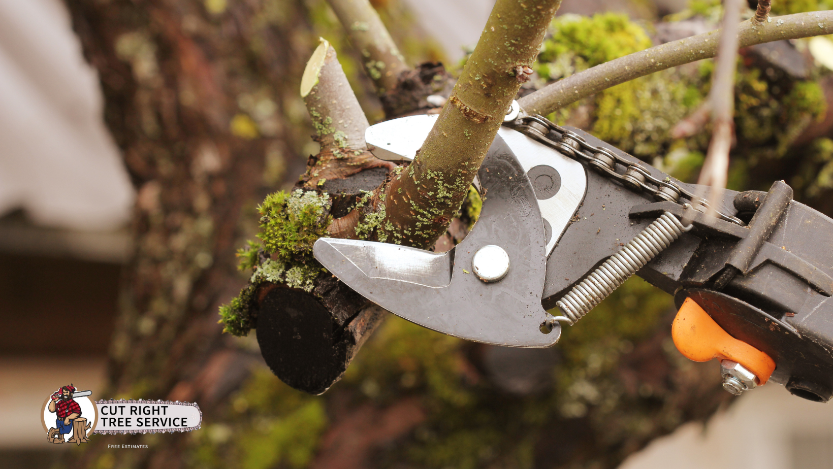 A close-up of bypass pruners cutting a mossy tree branch.