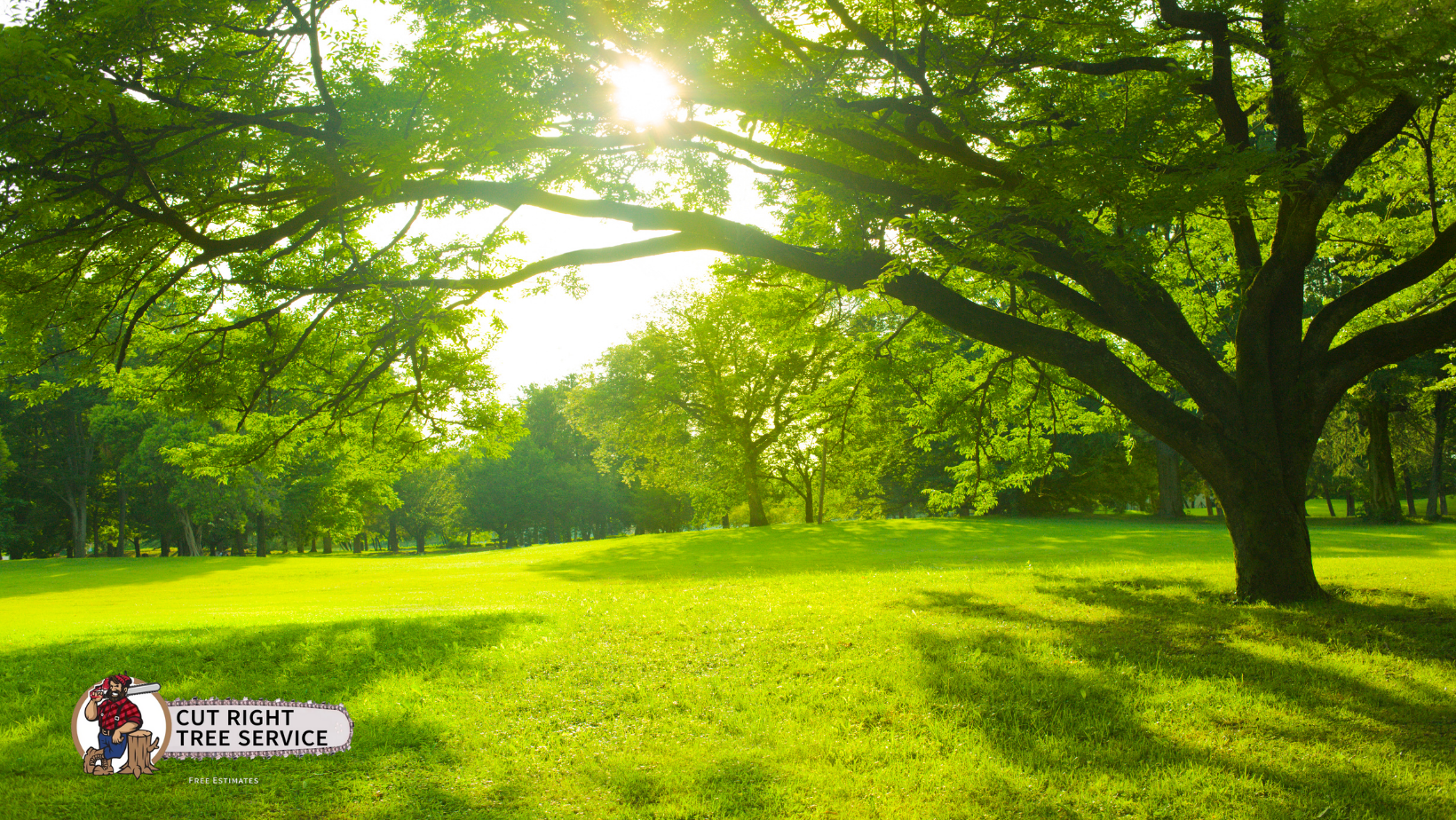 A lush green park with a large tree under a bright, sun-drenched sky.