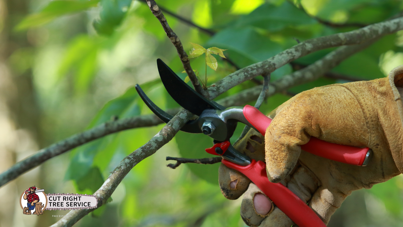 A gloved hand uses red-handled pruning shears to trim a small tree branch in a natural, outdoor setting.