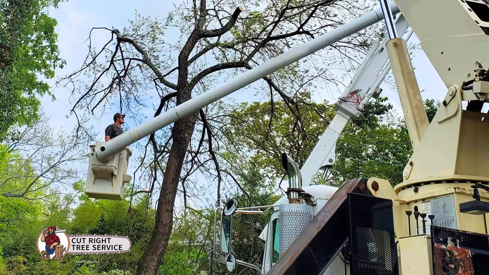 A worker in a cherry picker bucket trims branches from a tall, thin tree, with a work truck visible on the right.