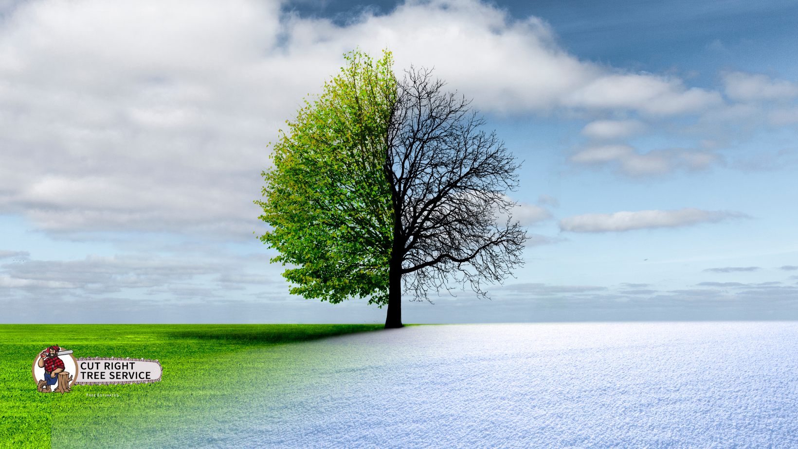 A tree stands in a landscape split between lush green summer on the left and a snowy winter scene on the right.