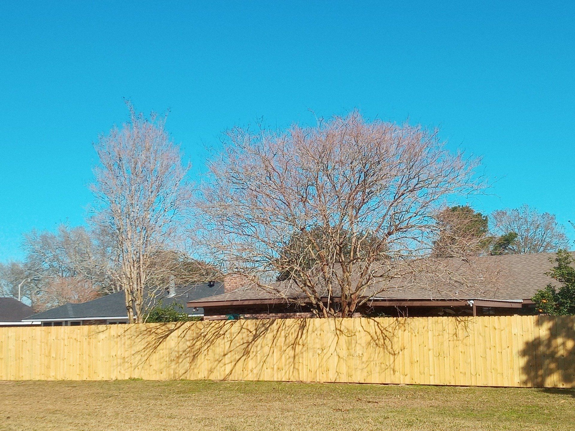Leafless trees behind a tall wooden fence under a bright blue sky.