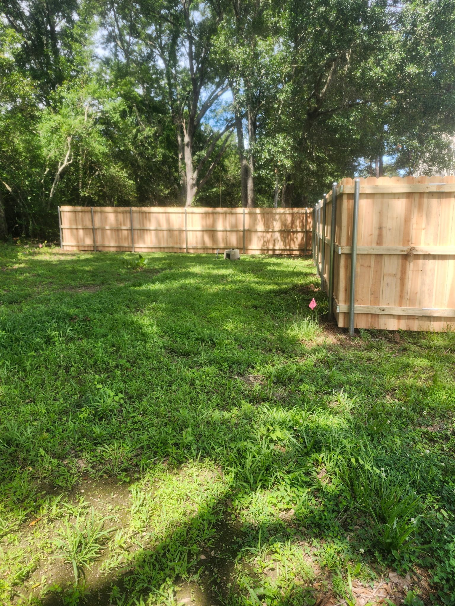 Sunny backyard with green grass, wooden fence, and tall trees casting shade