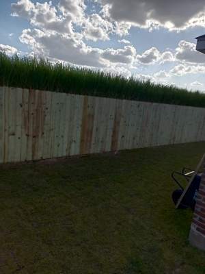 Backyard with tall wooden fence, grassy lawn, and cloudy sky above.