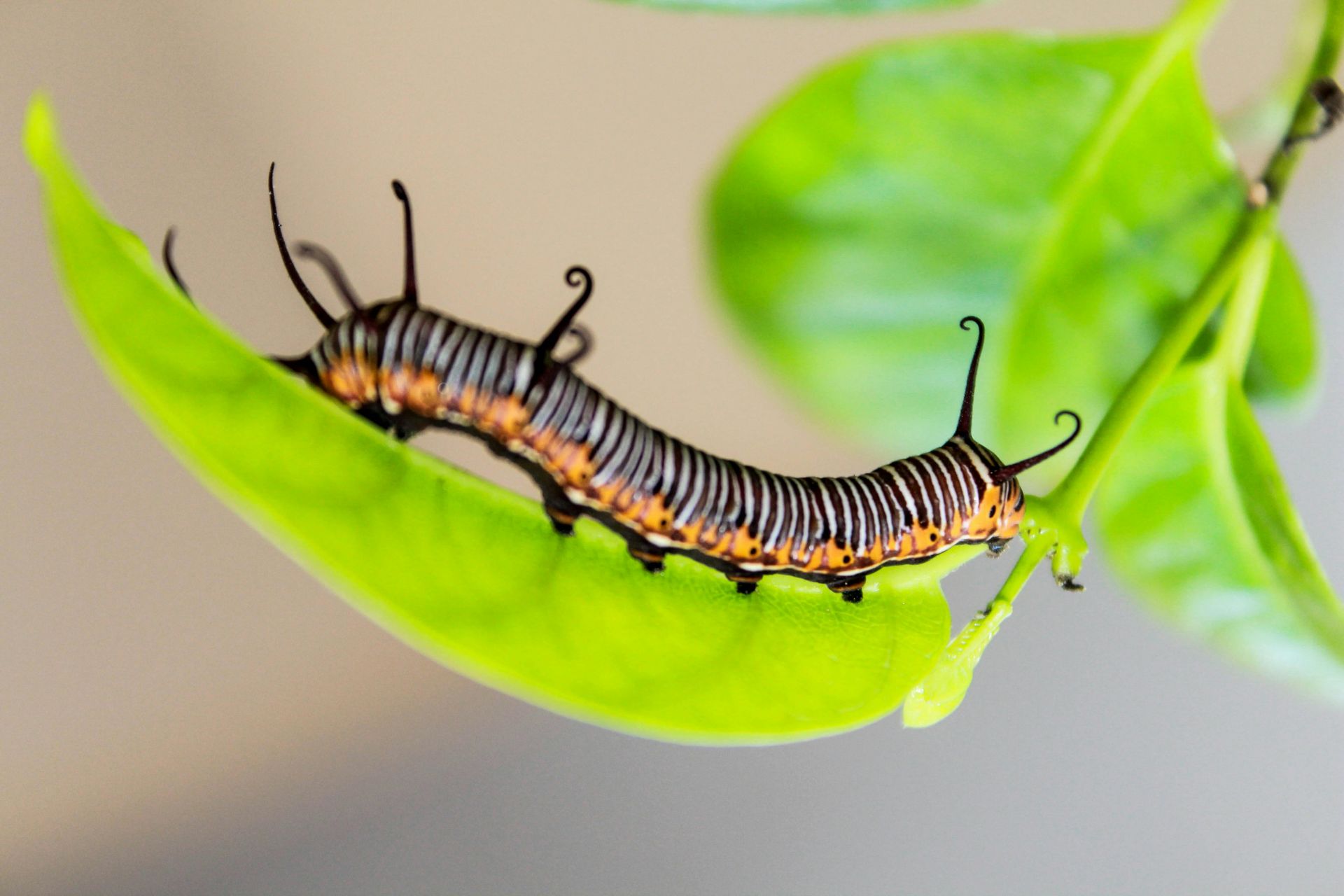 A caterpillar is crawling on a green leaf.