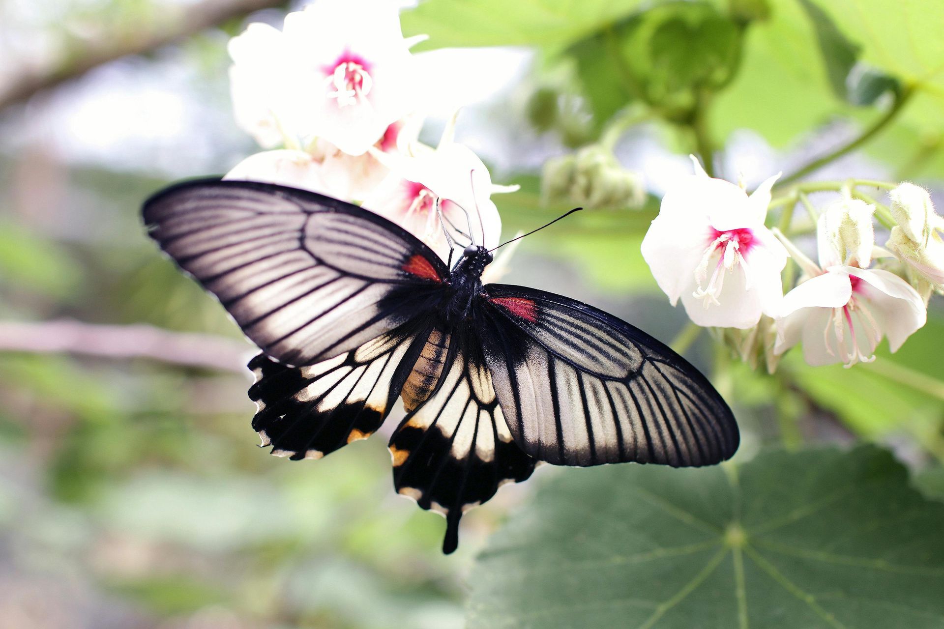 A black and white butterfly is sitting on a white flower