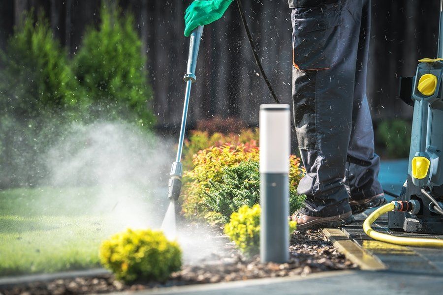 worker spraying the plants