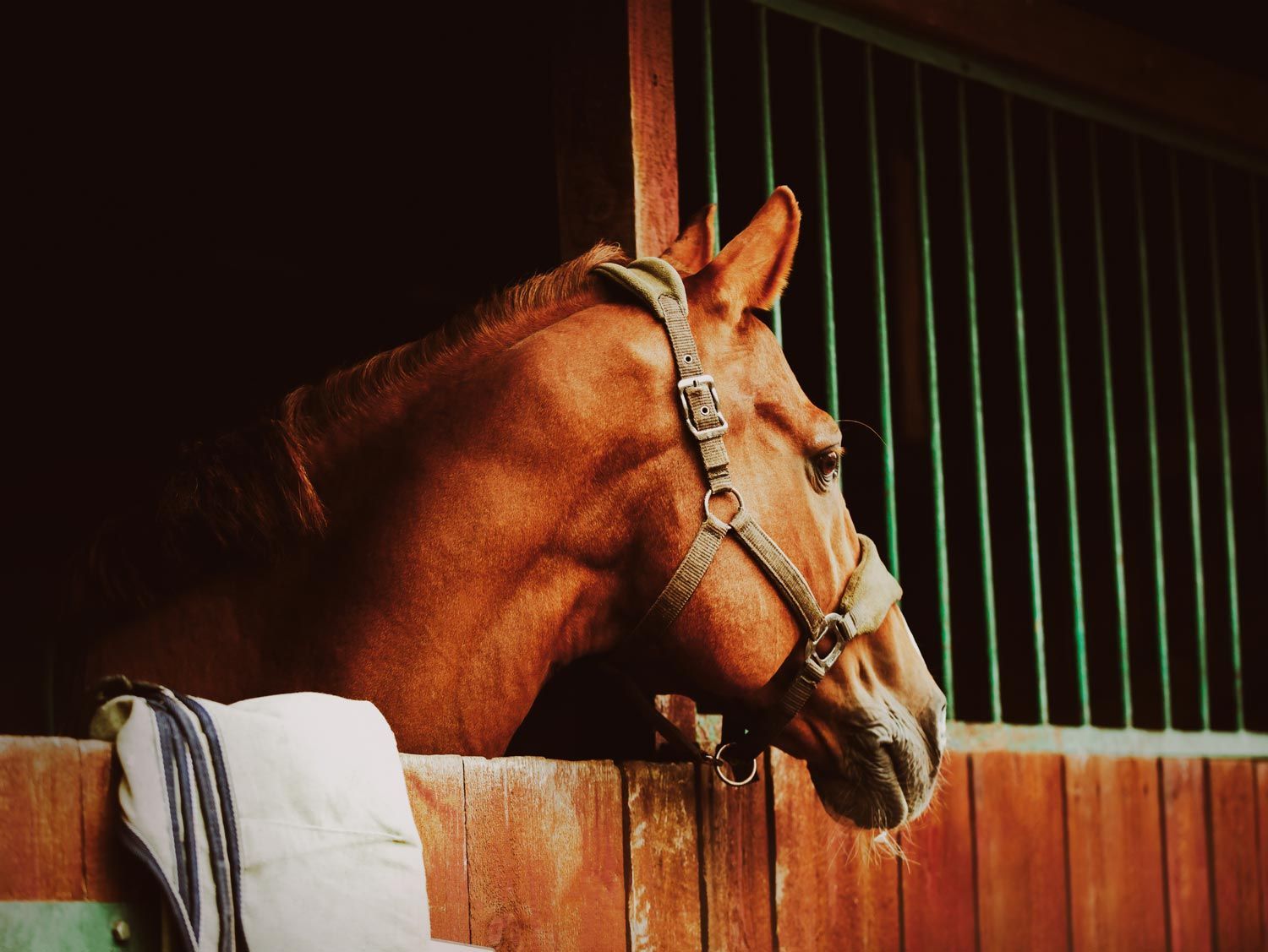 A brown horse is looking out of a wooden stable.