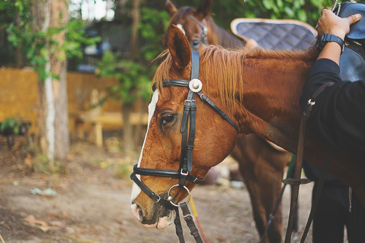A person is standing next to a brown horse wearing a bridle.