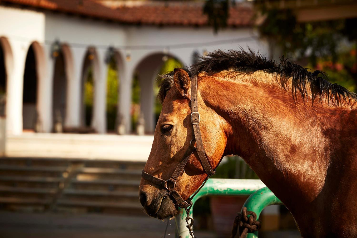A brown horse wearing a bridle is standing next to a green fence.