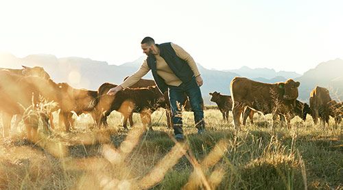 A man is petting a cow in a field with a herd of cows.