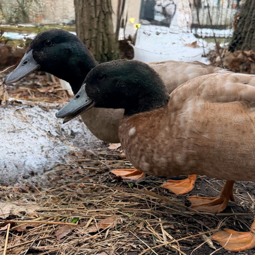 Linus ad Martin Khaki Campbell ducks