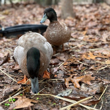 Martin and Linus Khaki Campbell ducks