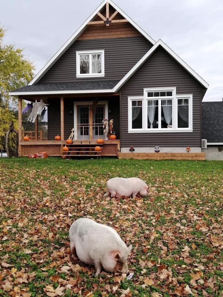 Deux cochons broutent des feuilles devant une maison sombre avec un porche et une cour aux couleurs d'automne.