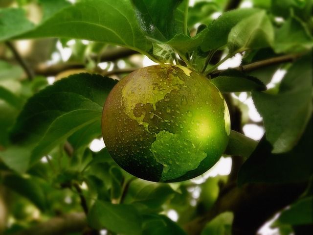 A green apple with a globe on it is hanging from a tree branch