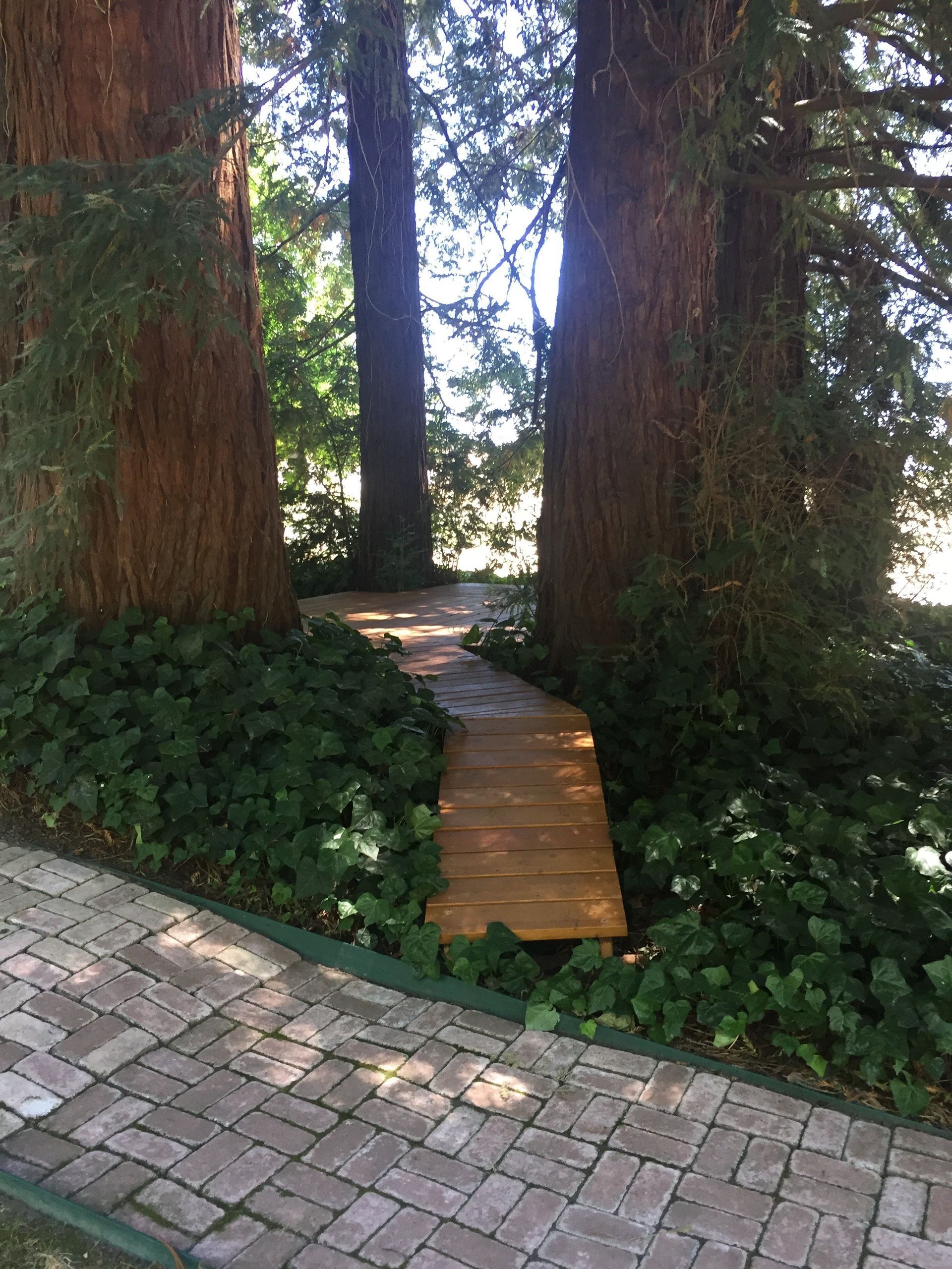There is a wooden walkway between two trees in the woods.