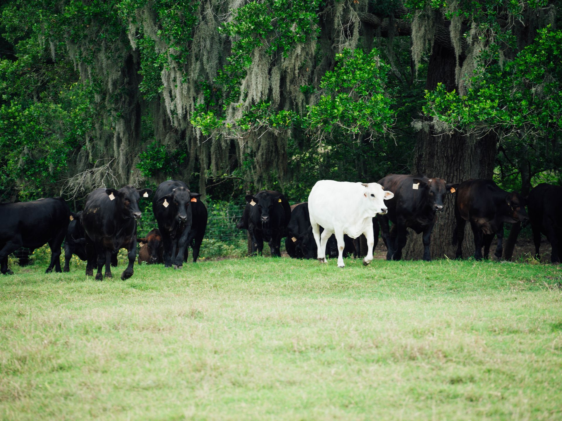 Cattle