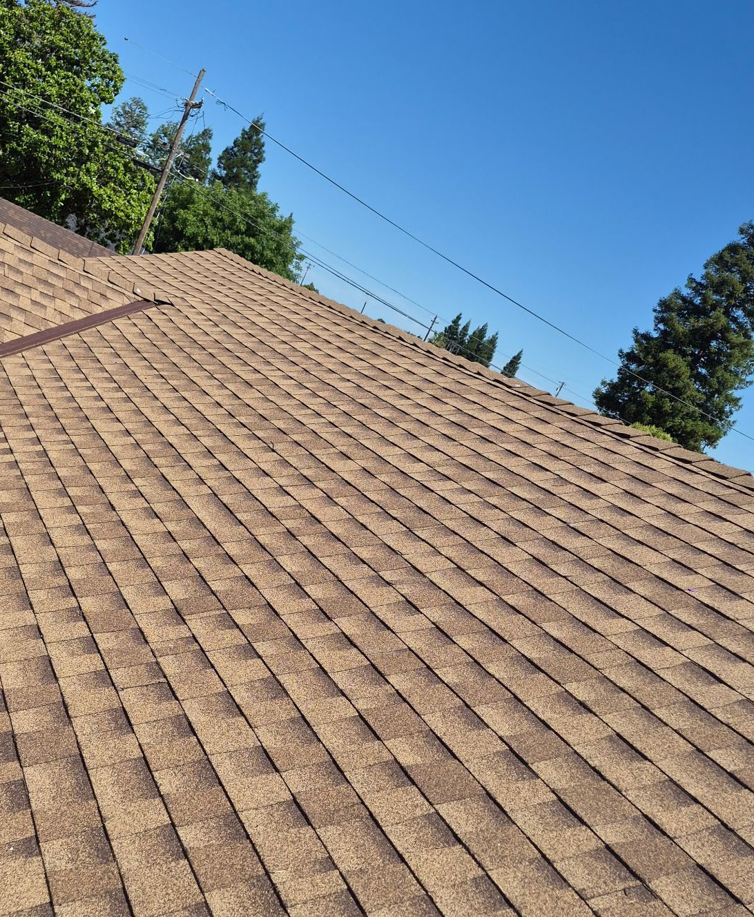 Tan shingled roof under a clear blue sky with trees along the edge