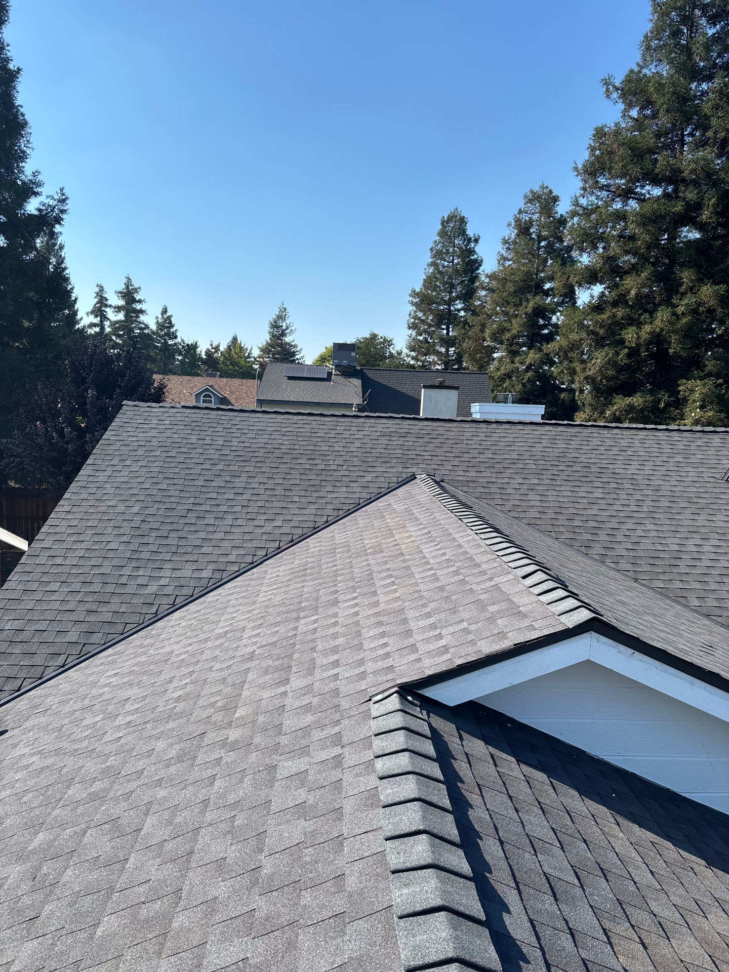 Gray shingled rooftops under a clear blue sky, with tall evergreen trees in the background