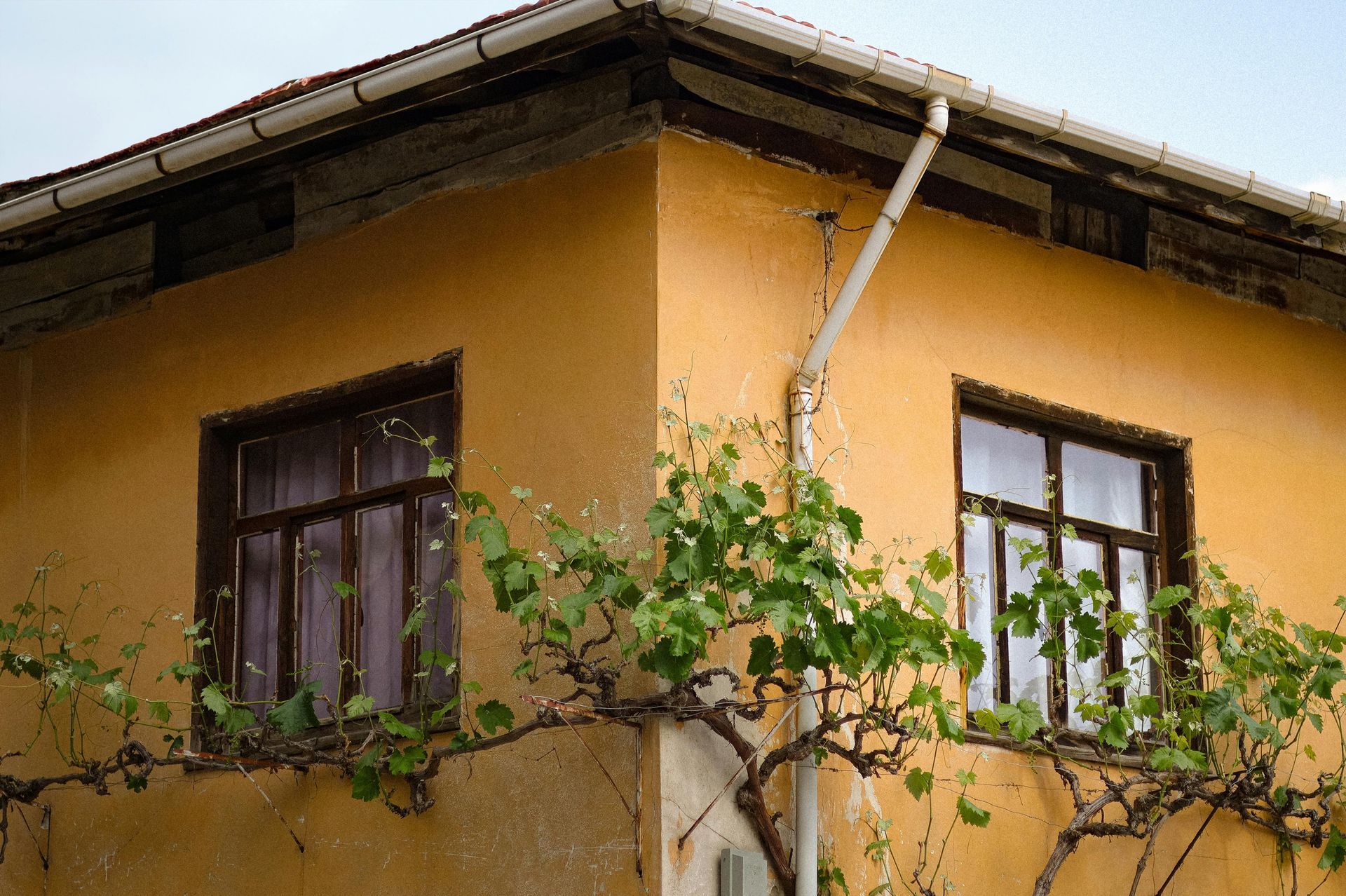 Yellow house corner with dark windows and a white roof gutter, partly covered by green vines