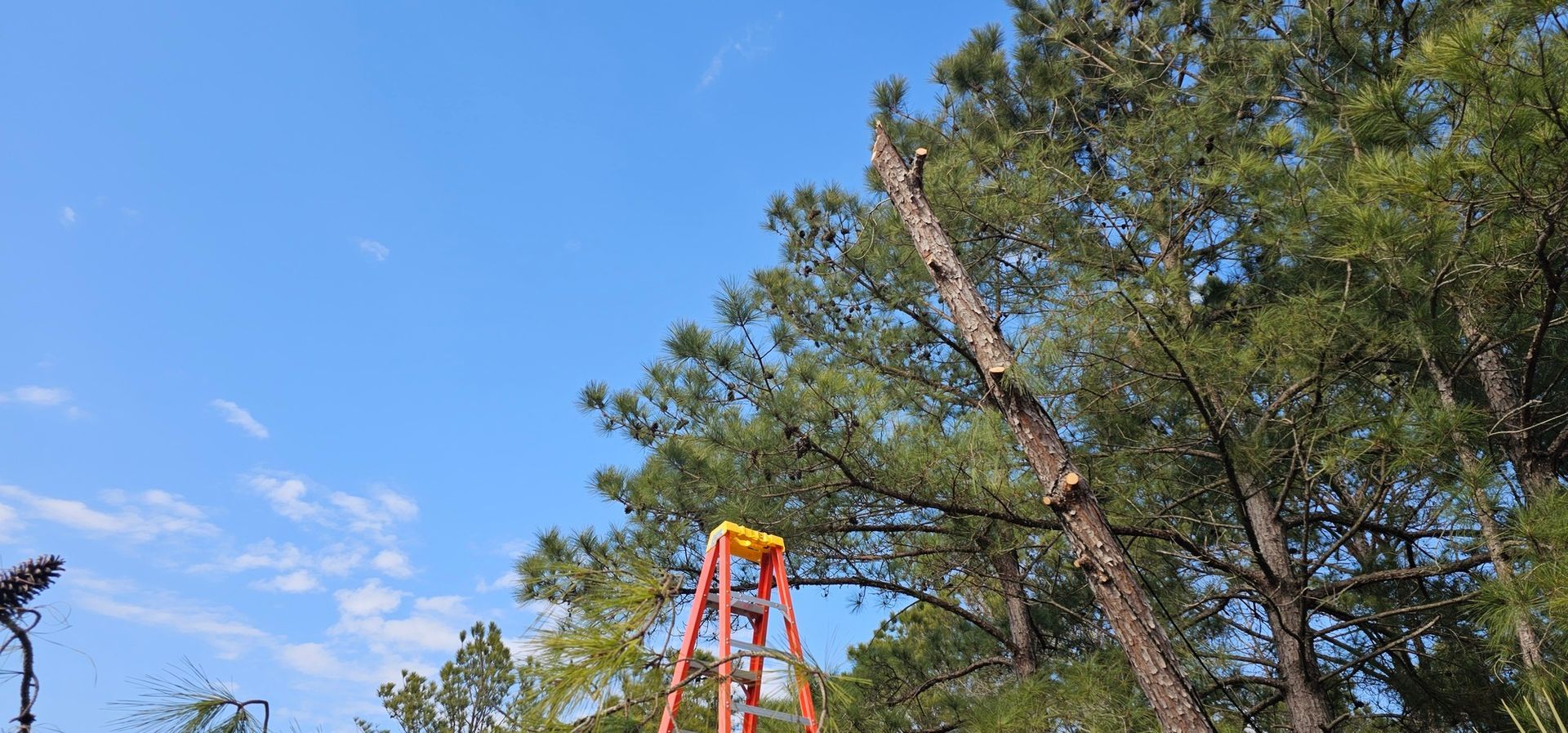 An orange stepladder stands beneath a partially pruned pine tree against a clear blue sky.
