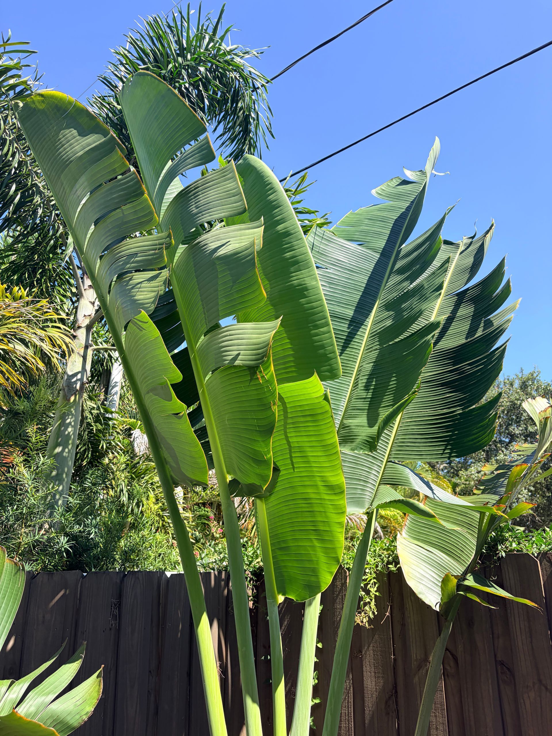 Banana Palm Tree in South Tampa, FL