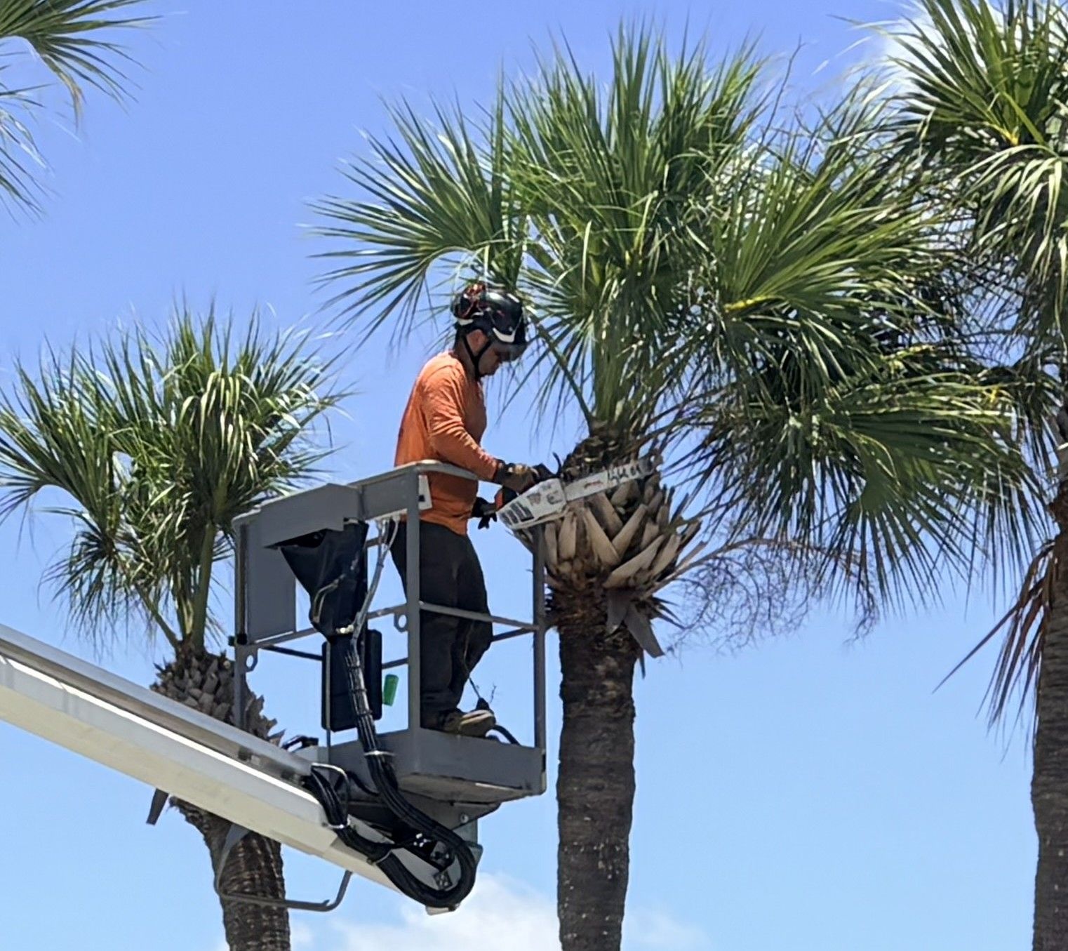 South Tampa Tree Services trimming palm trees in yard in Virginia park