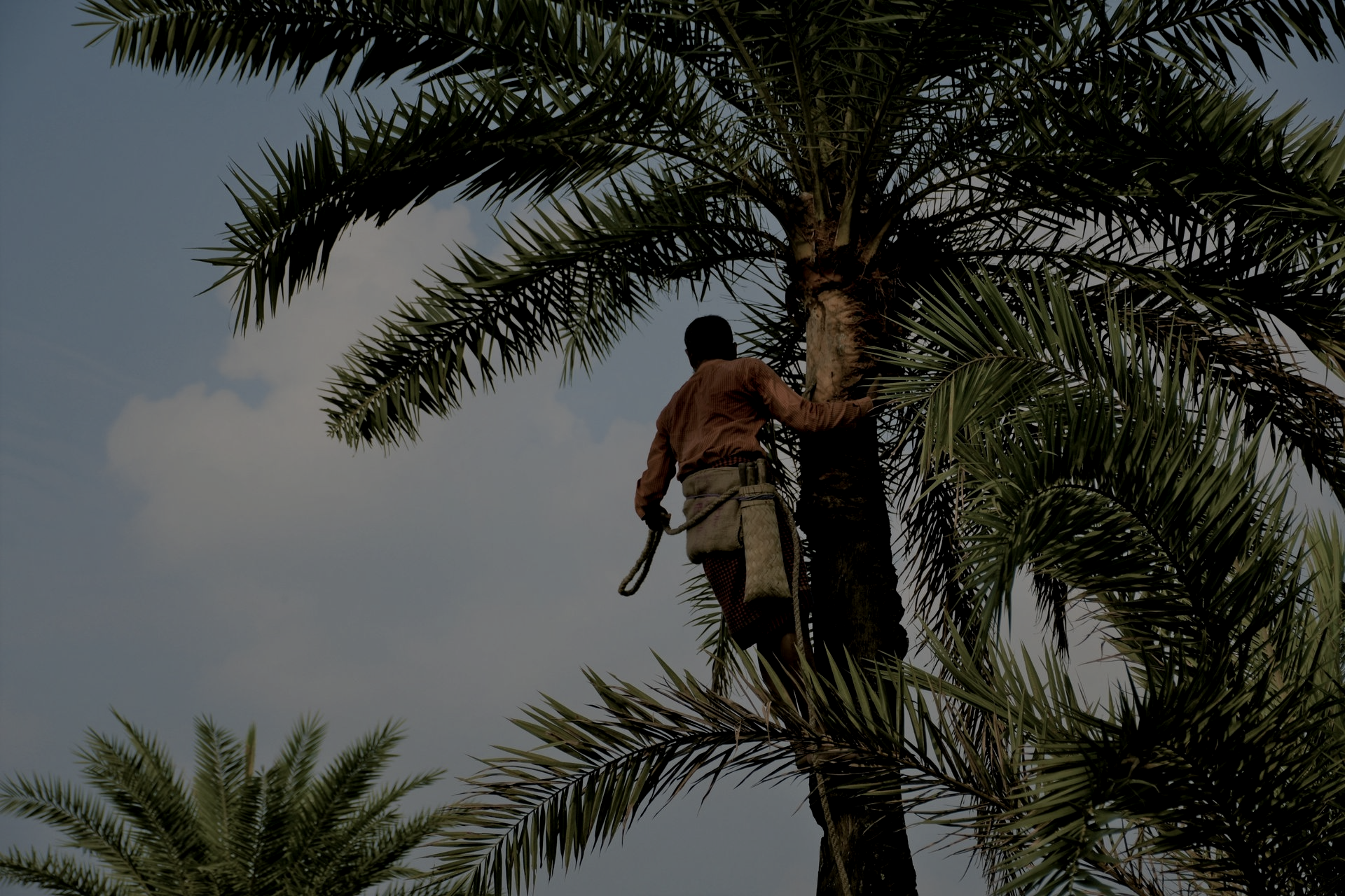 South Tampa Tree trimming service shaping palm trees in Palma Ceia neighborhood