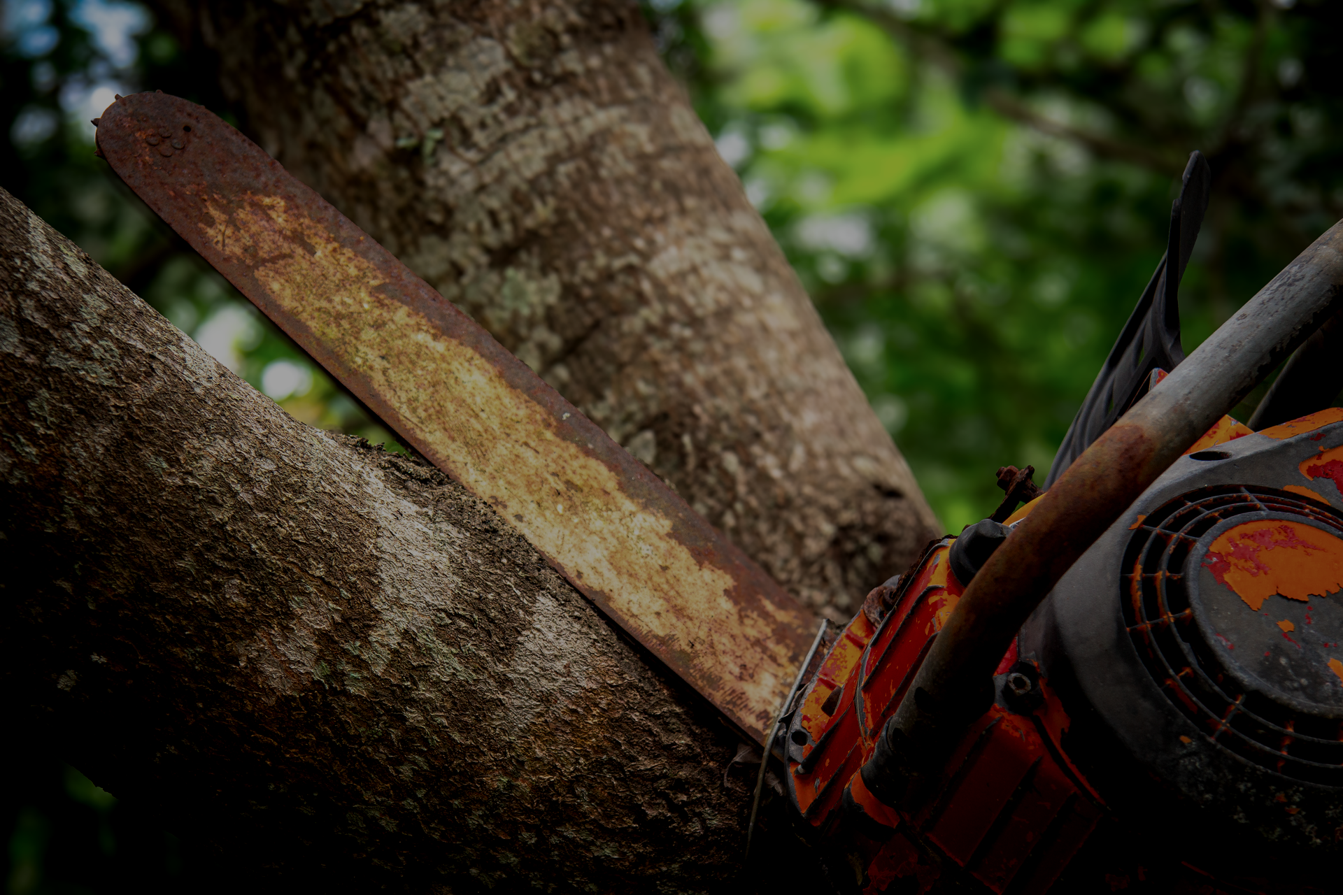 Tree trimming service improving curb appeal of residential home exterior