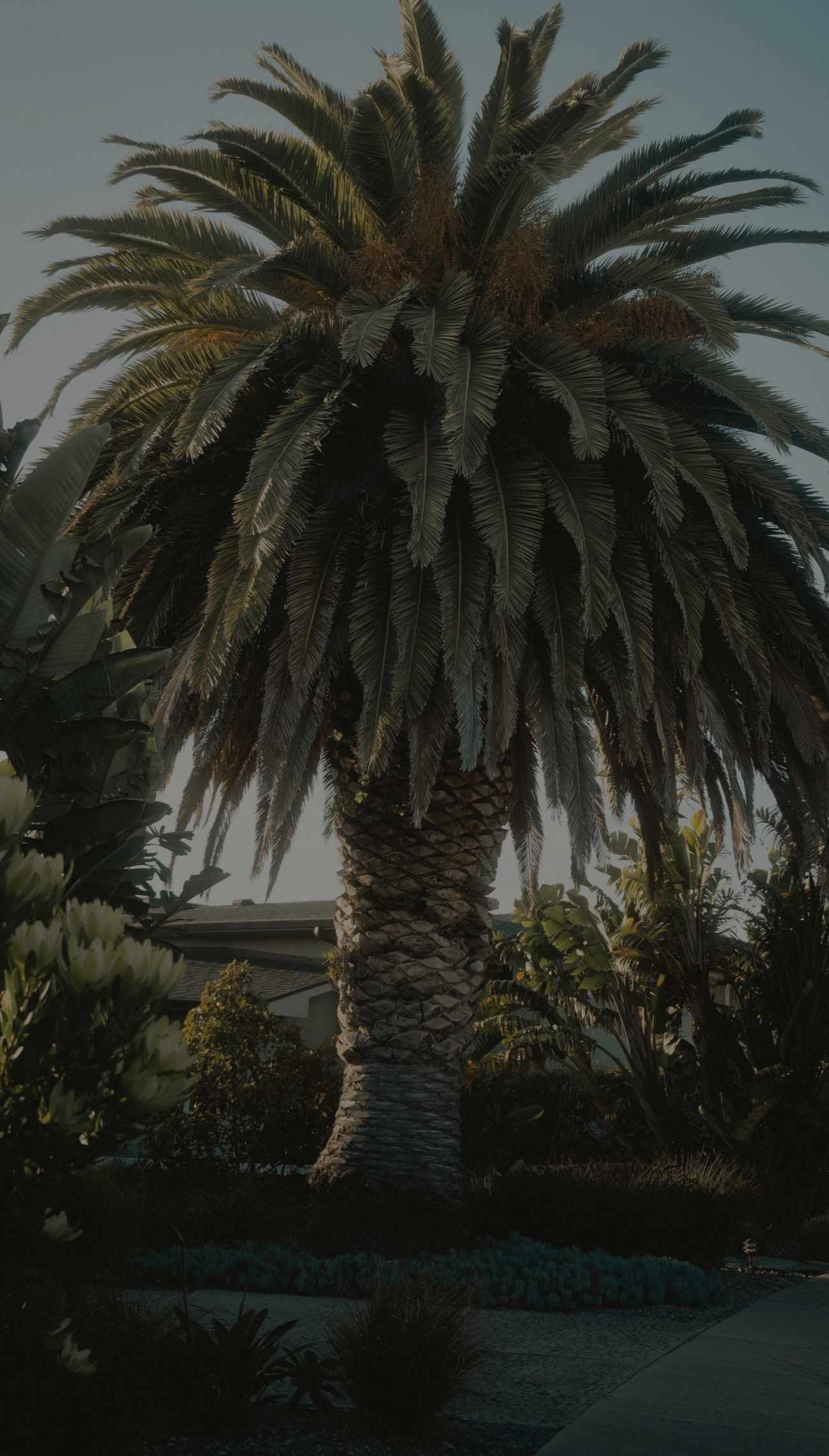 Professional crew performing palm tree trimming services in south Tampa Florida yard