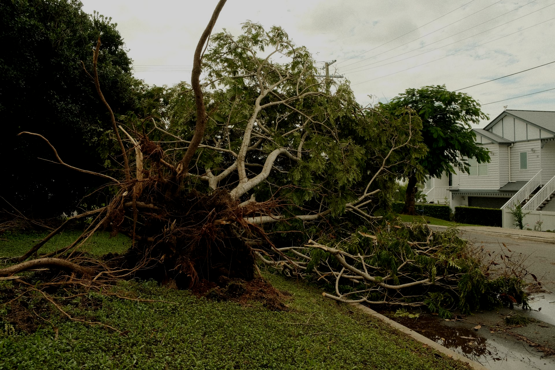 Emergency tree service responding to fallen tree across lawn