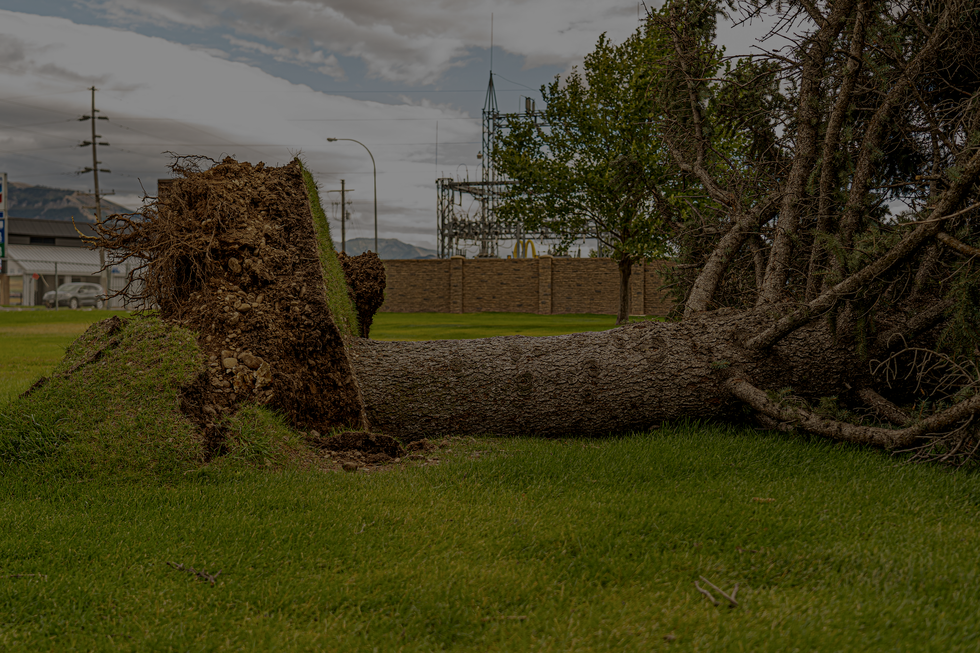 Tree cutting and debris hauling after emergency weather damage in South Tampa, FL
