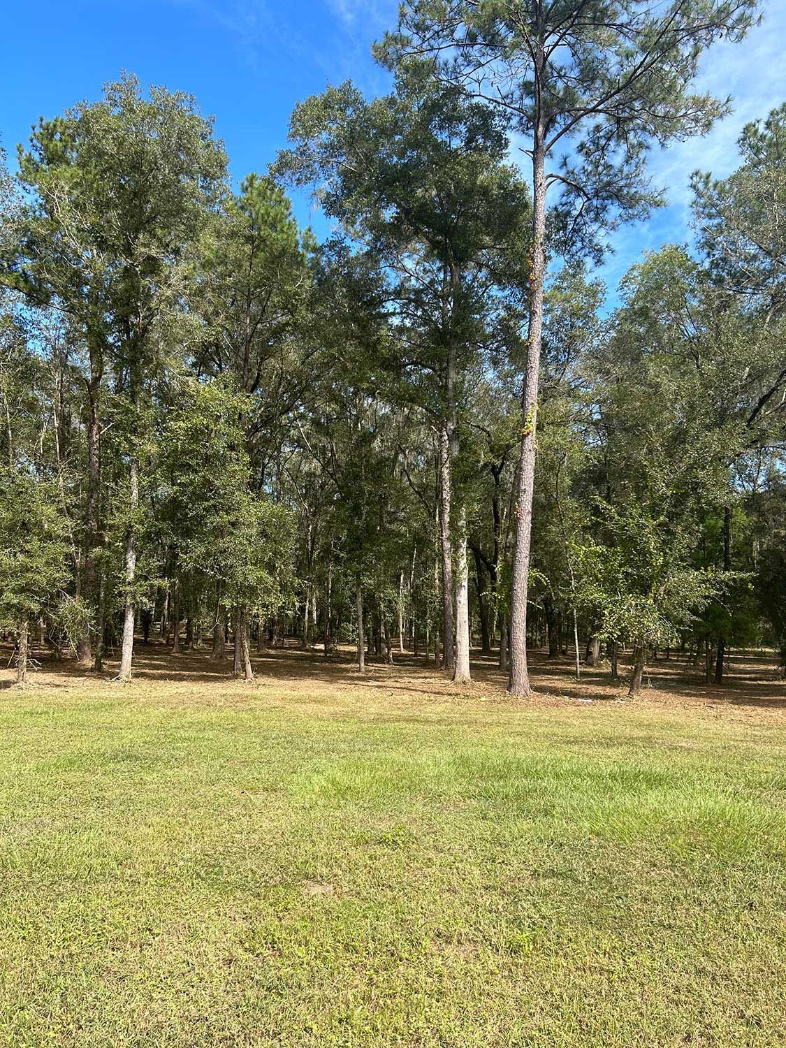 forestry mulching