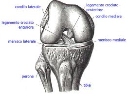 Rottura crociato