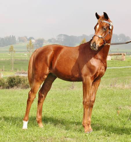 Foal Handling