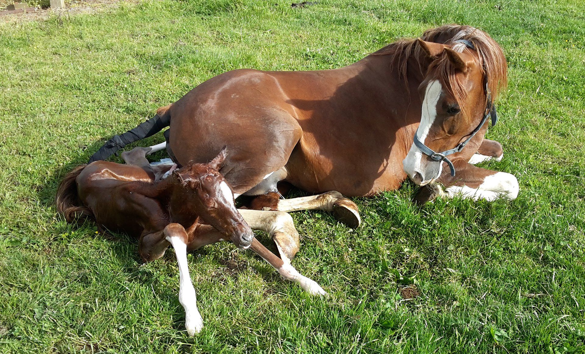 Foaling