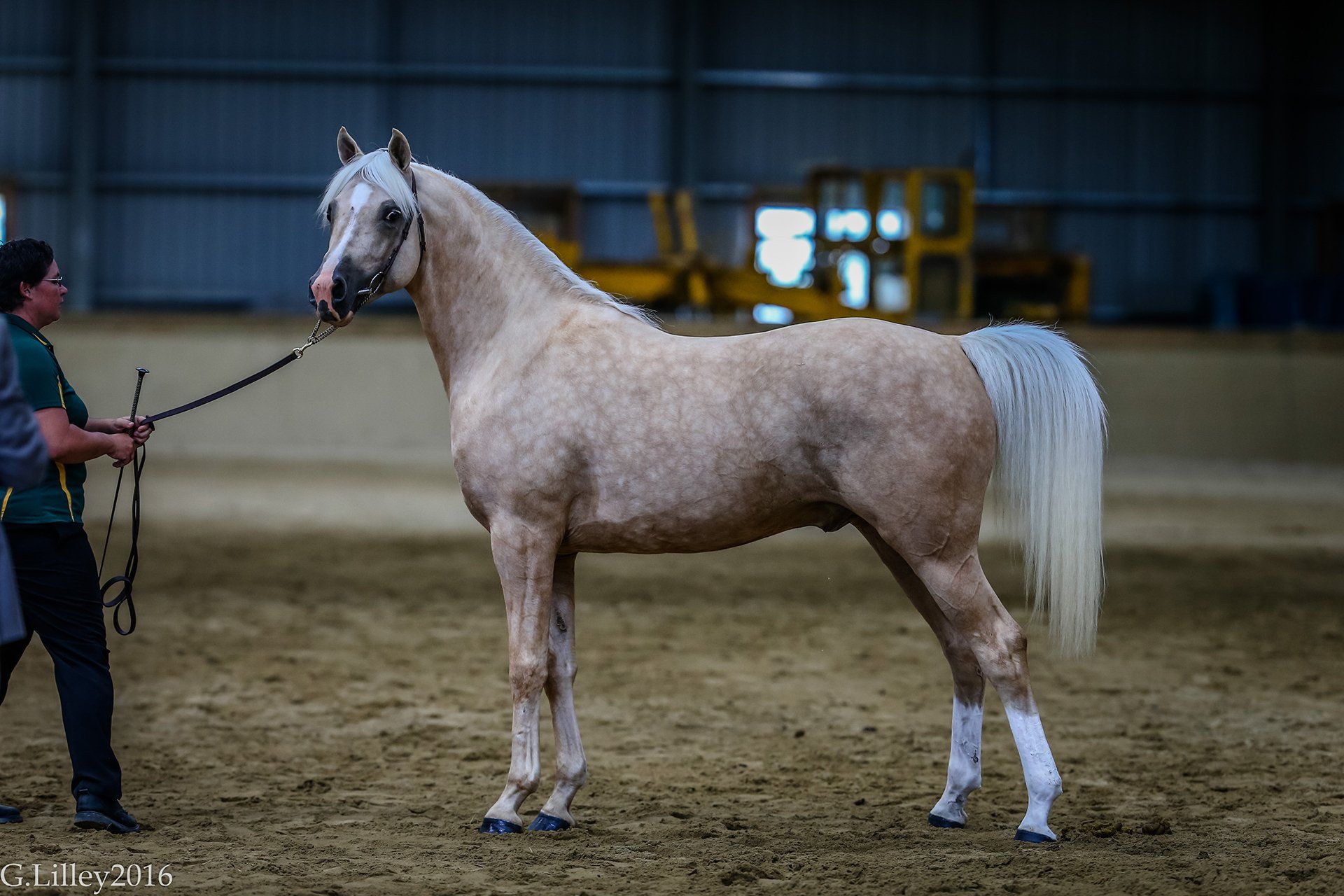 Orlando stallion