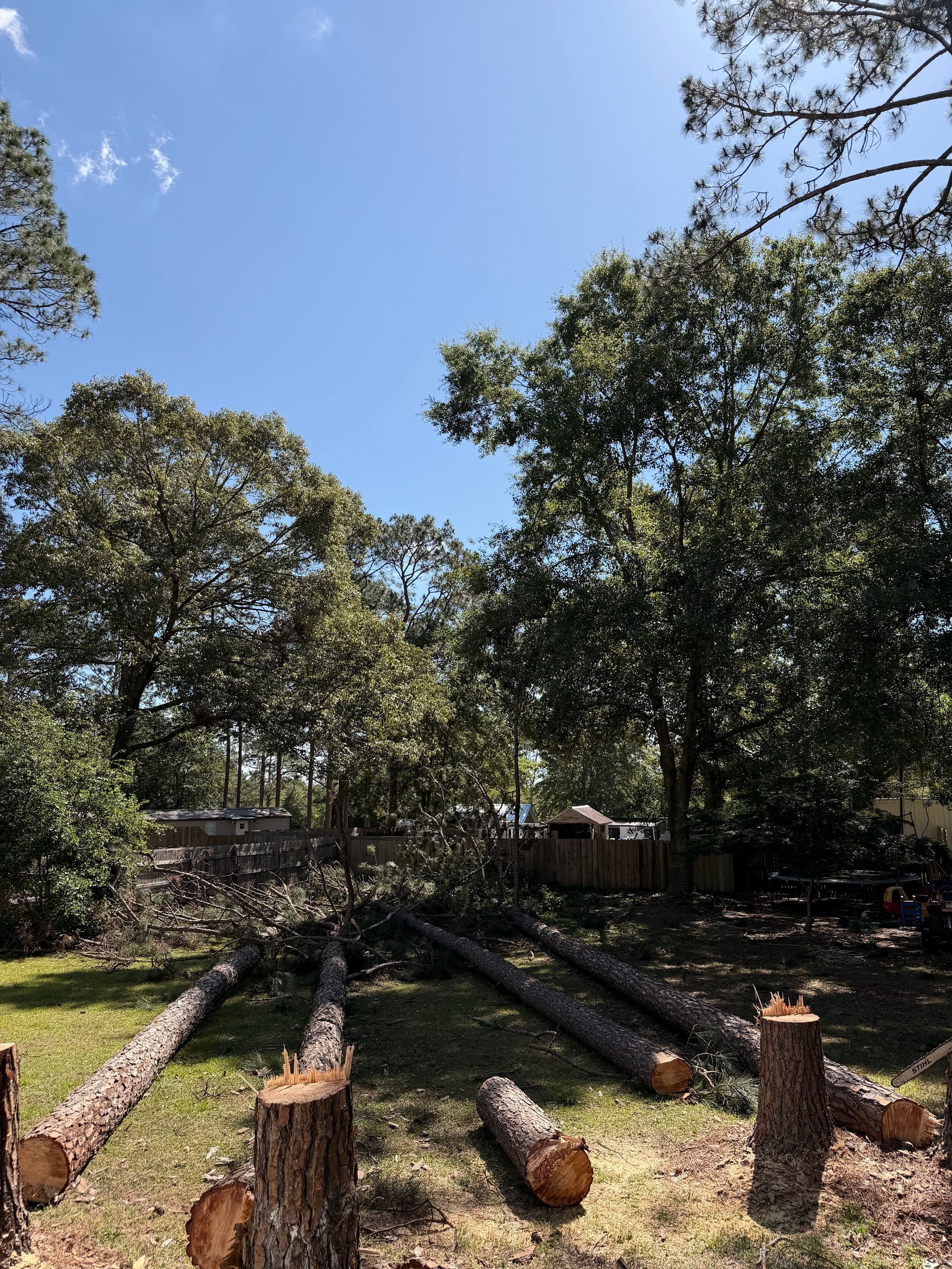 Wooded yard with cut logs on the ground under tall trees and a clear blue sky