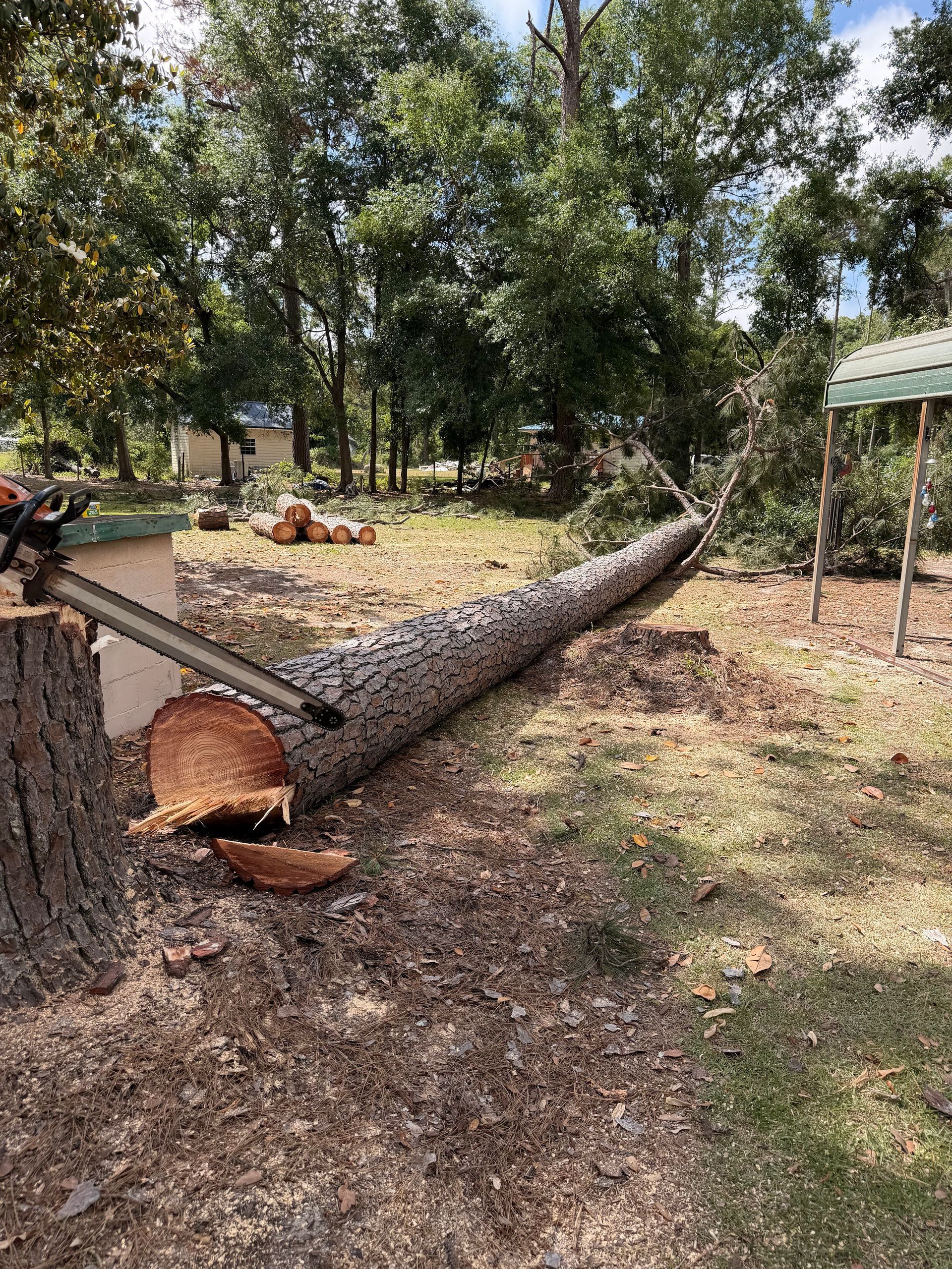 Fallen tree trunk in a wooded yard, with a chainsaw cutting its base.