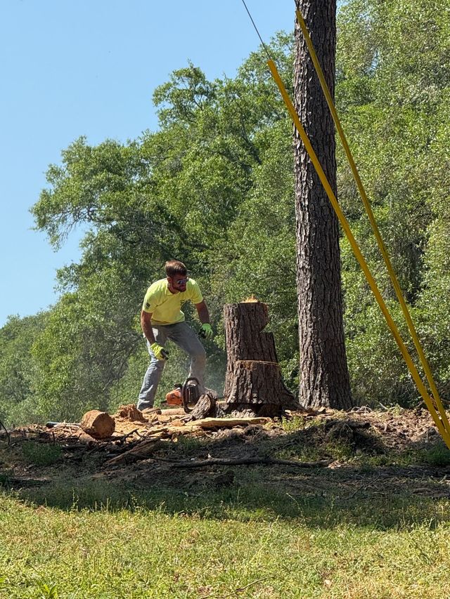 Arborist in a green jacket and safety gear stands on a cut tree limb high in a tree