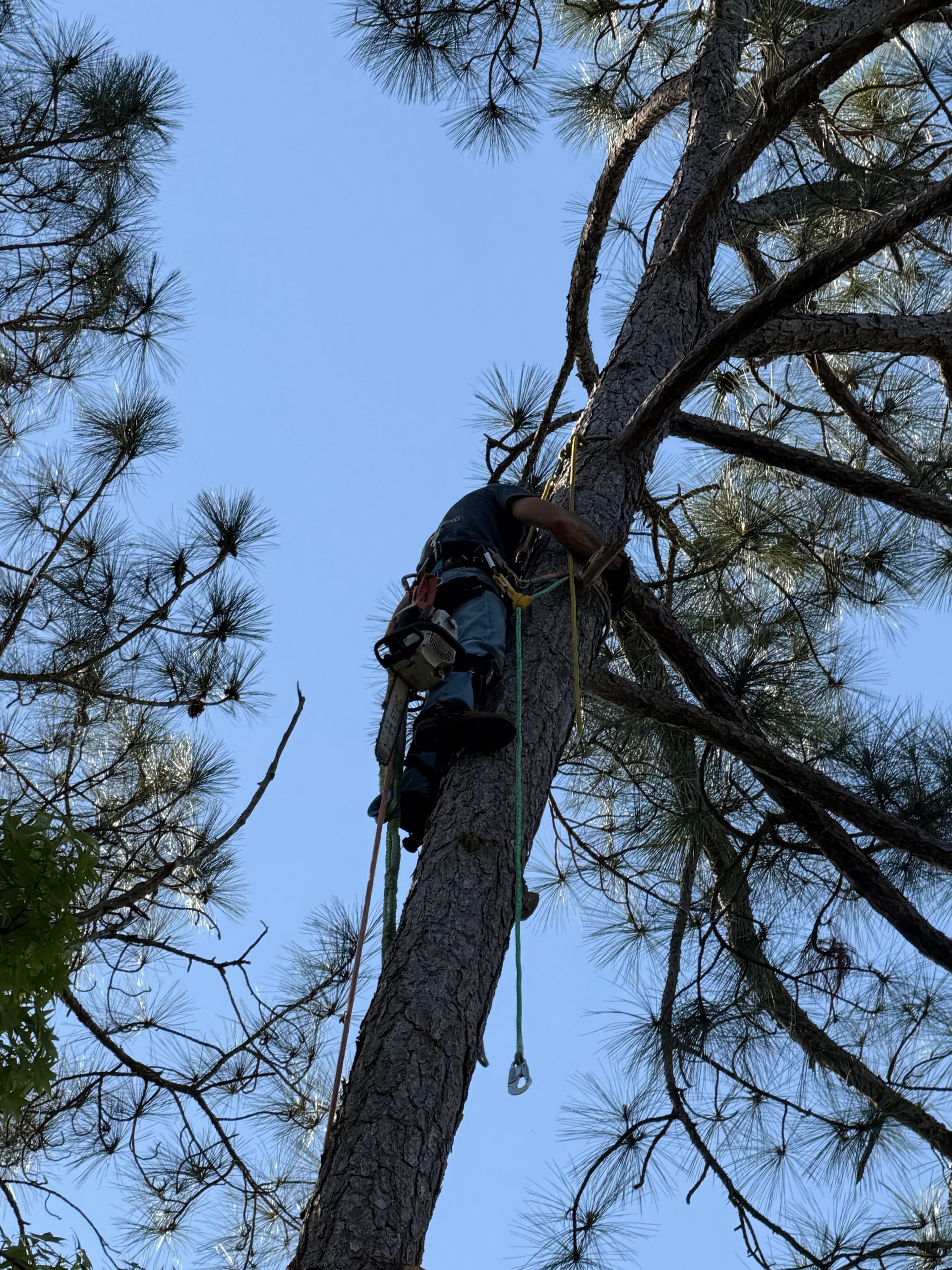 Arborist climbing a tall pine tree with safety gear against a blue sky