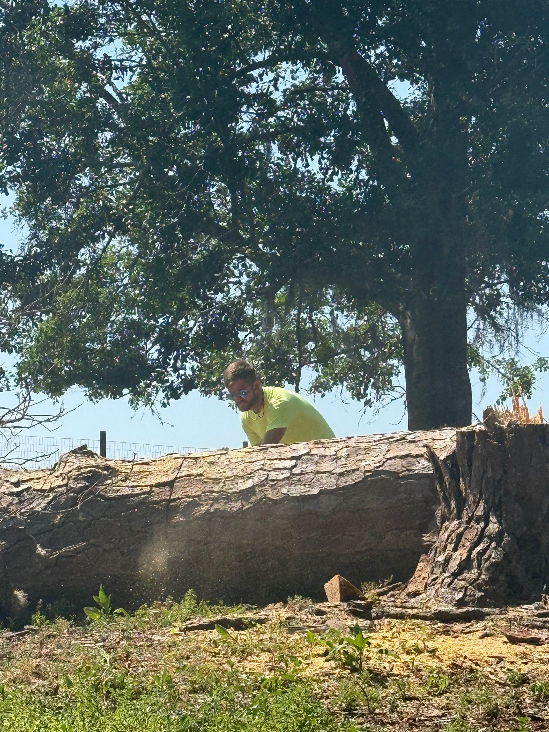 Person in a neon yellow shirt crouches behind a fallen tree under a large shady tree.
