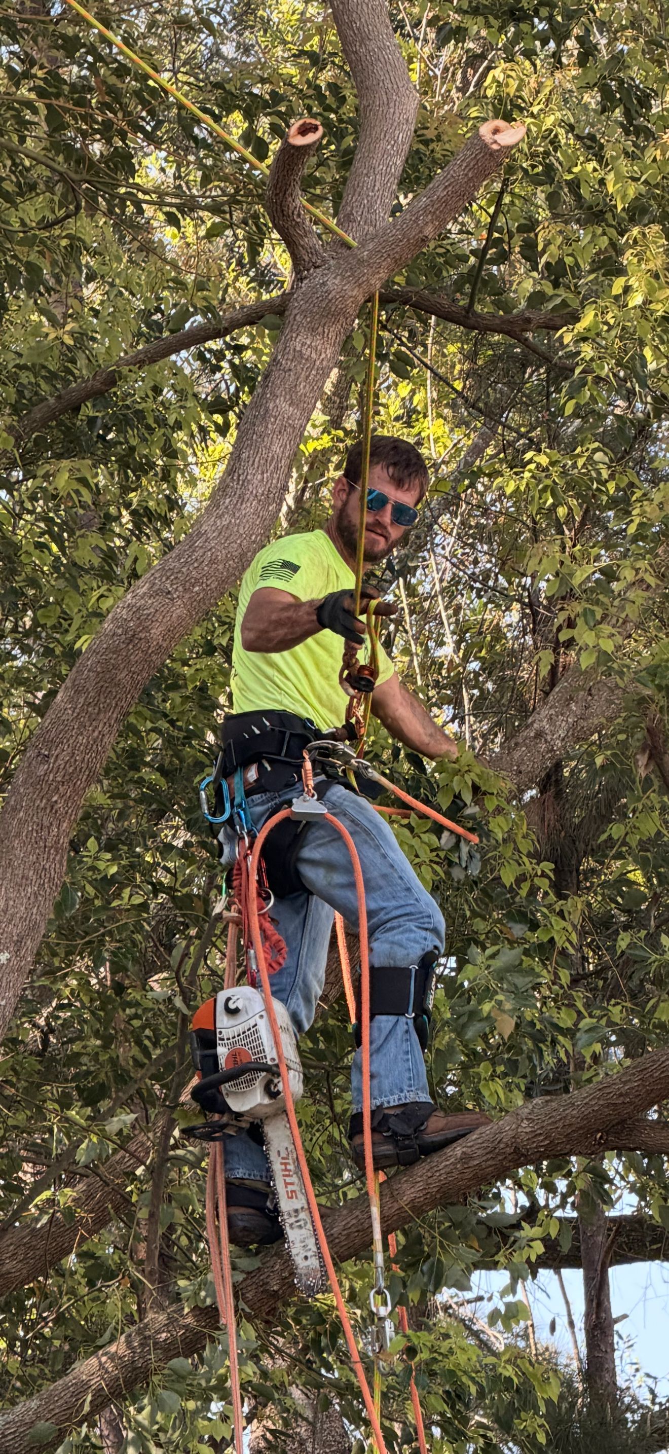 Tree worker in a lime shirt and safety gear climbs among branches with ropes and a harness.