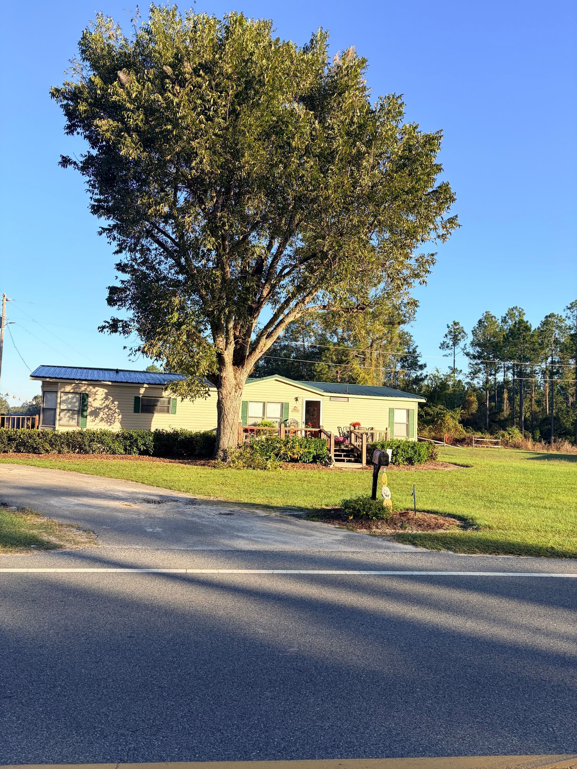 Large tree in front of a small house by a road under a clear blue sky.
